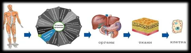 Секреты восстановления здоровья Секреты восстановления здоровья